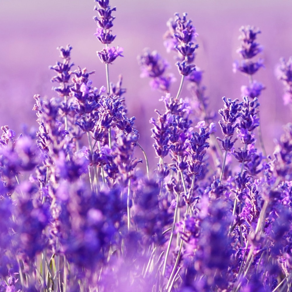 Meet your Posher, Shavon